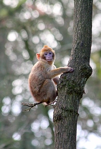 Primate mammal wild