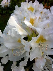 Rhododendron flower garden