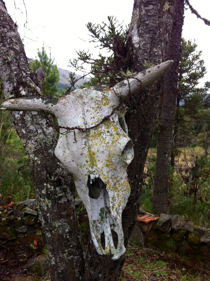 Boi ox head skull