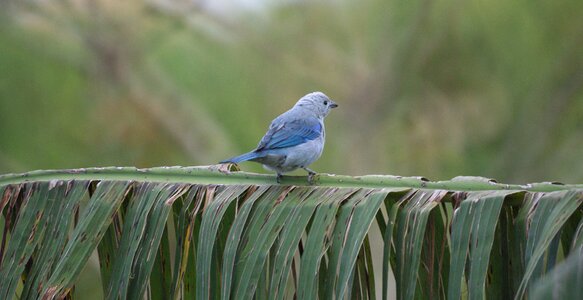 Bird ave fauna colombia photo