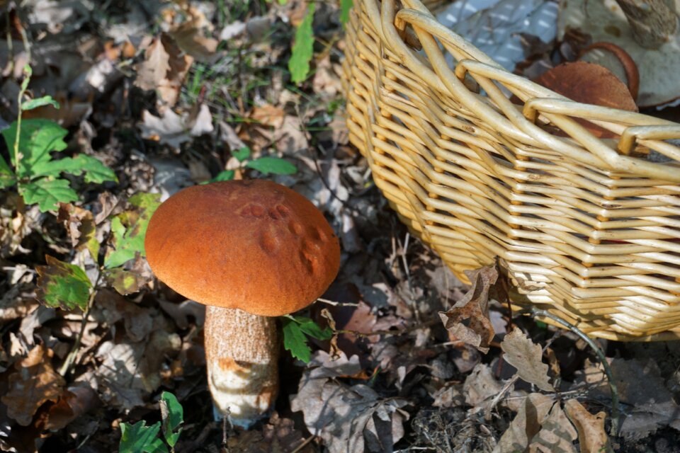 Bolete orange forest edible