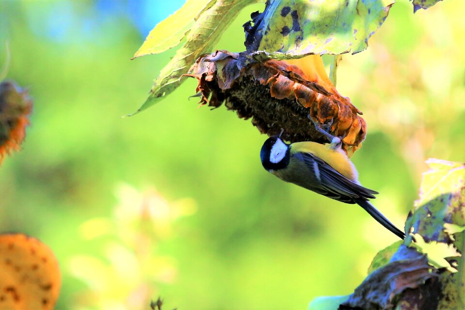 Food blossom bloom
