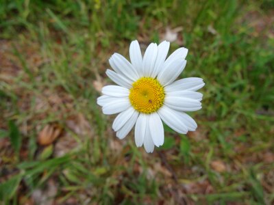Rast plant white flowers