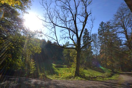 Backlighting nature glade