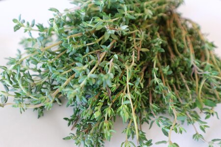 Spice nature herbal plant
