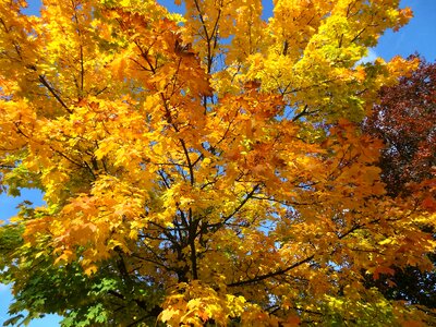 The beauty of nature trees autumn trees