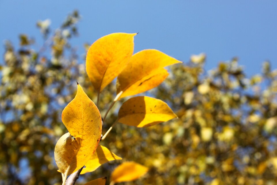 Autumn leaves yellow leaves yellow