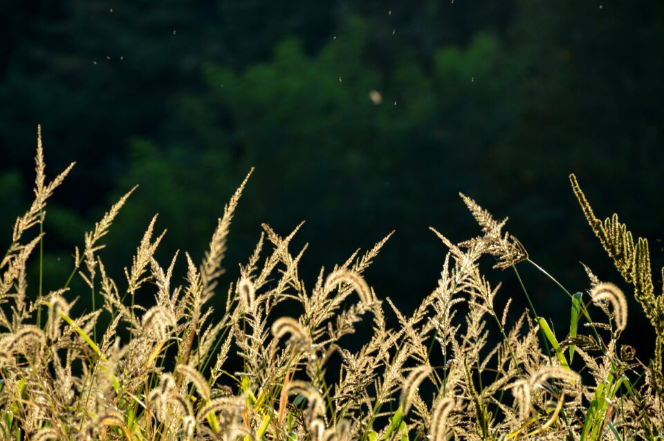 Reed nature scenery