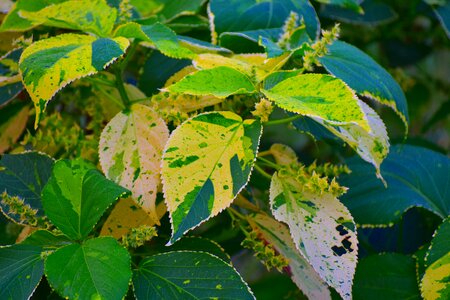 Wild leaves infested