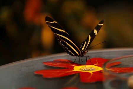 Wing nature insect