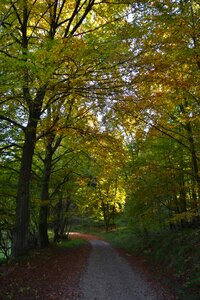 Autumn backlighting nature