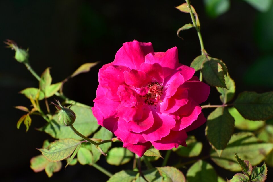 Red roses love red rose