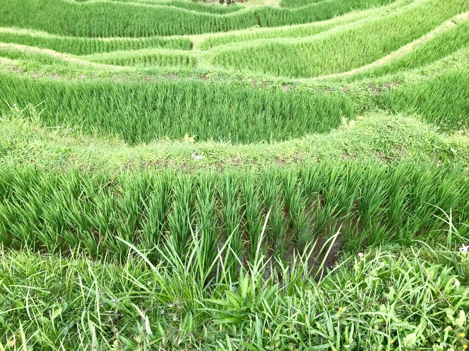 Nature growth grass