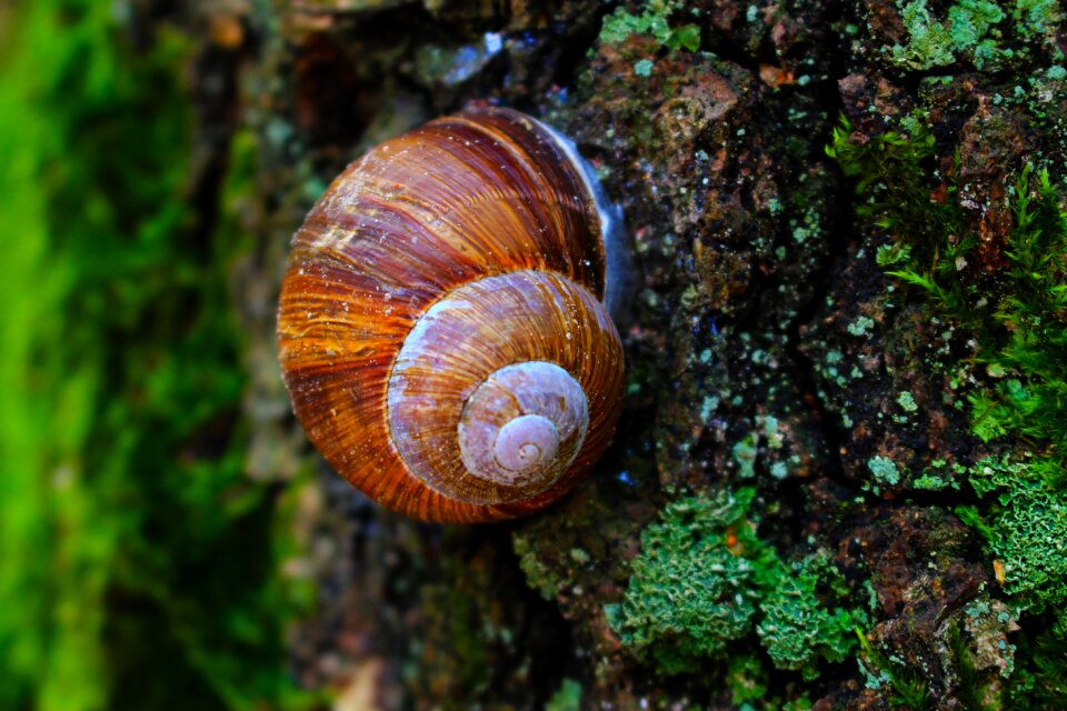 Nature tree closeup