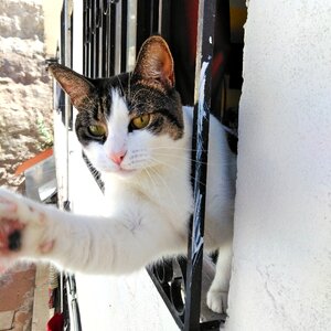Window house cat photo