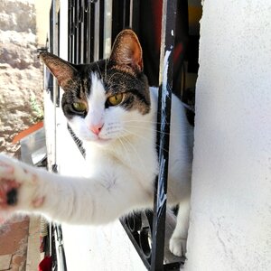 Window house cat
