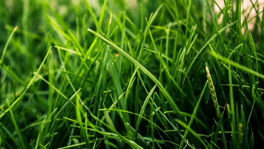 Green grass meadow plant photo