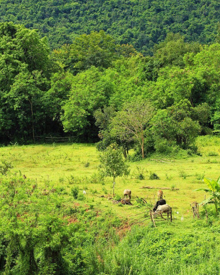 Cow agriculture outdoor
