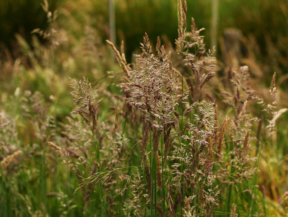 Landscape spike green