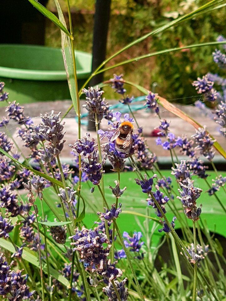 Bee nature