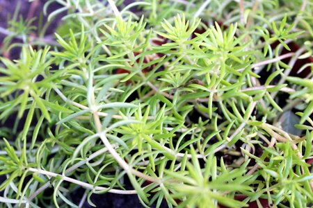 Plant nature rockery