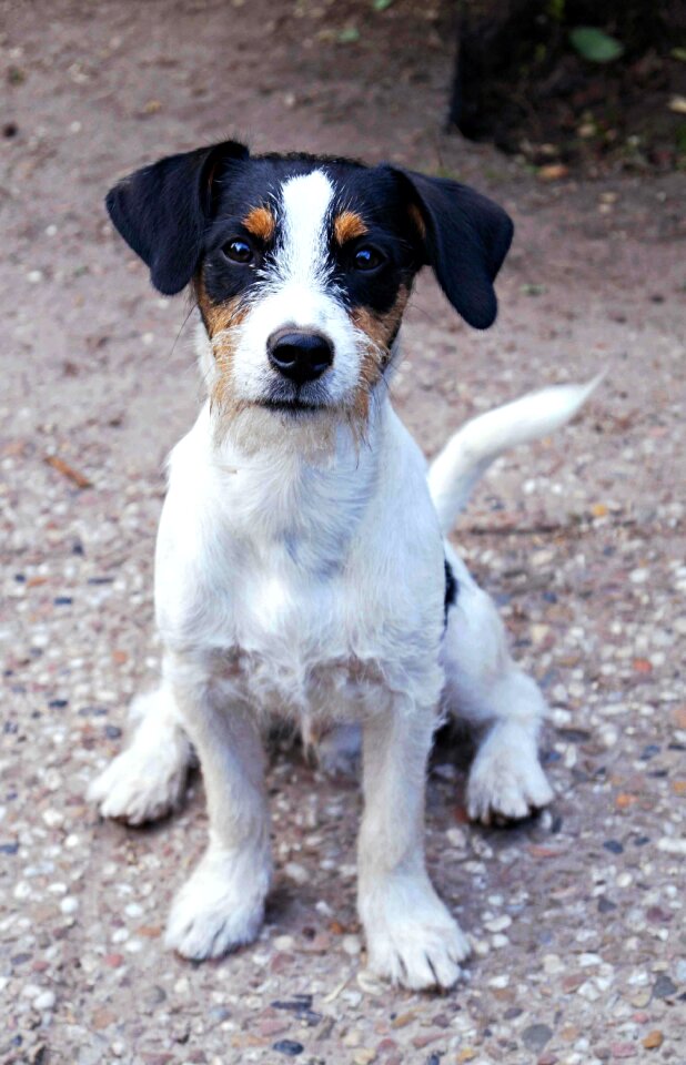 Jack russell race hunting dog