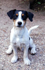 Jack russell race hunting dog photo