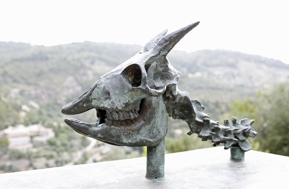 Bone trophy skull bone