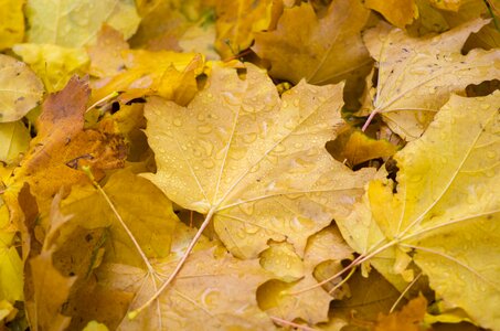 Leaves nature drops of water photo