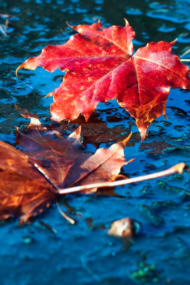 Fall nature