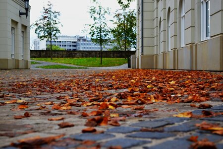 Autumn leaves nature october
