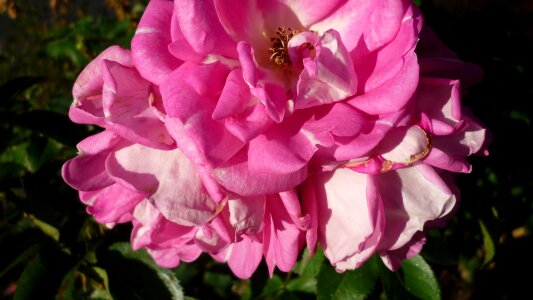 Bloom pink garden photo