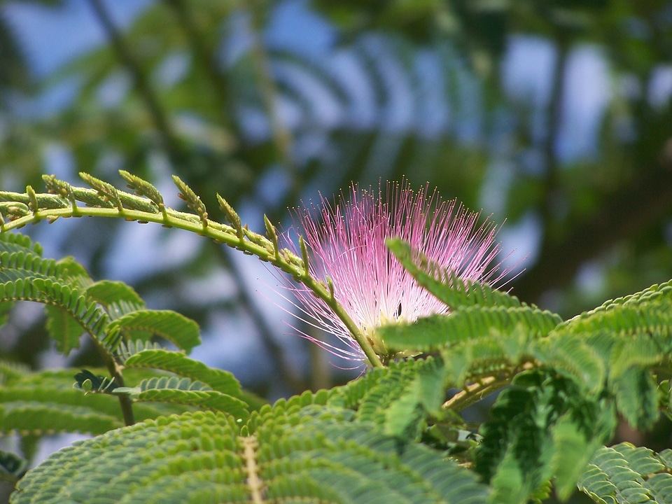 Leaves stamen branches