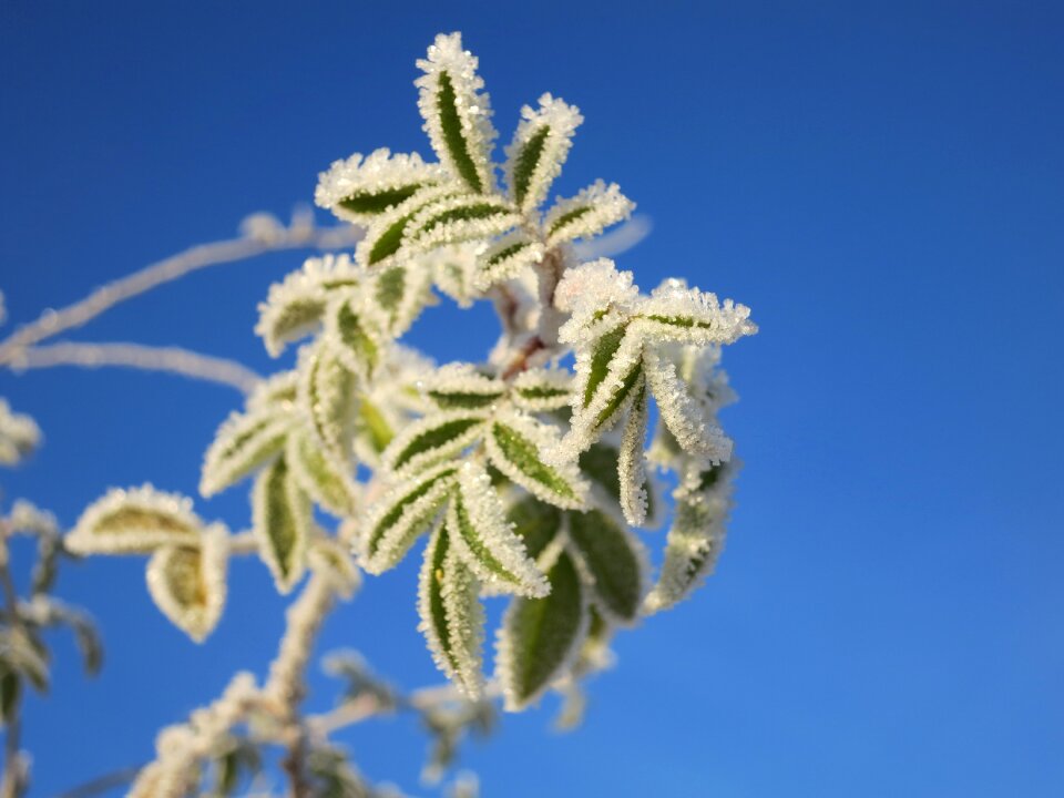 Winter magic hoarfrost icy