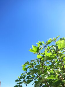 Green ginko leaves photo