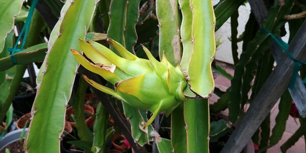 Tropical exotic natural