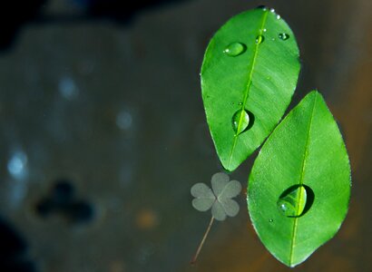 Leaf abstract green