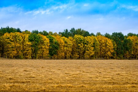 Paint forest landscape