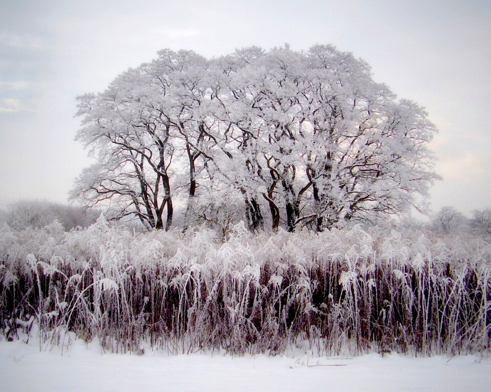 Malý rohozec winter covered with snow