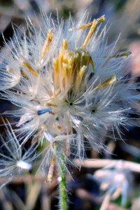 Seeds flying seeds macro