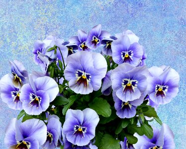 Purple spring flower violaceae photo