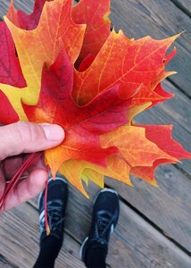 Leaf collecting season