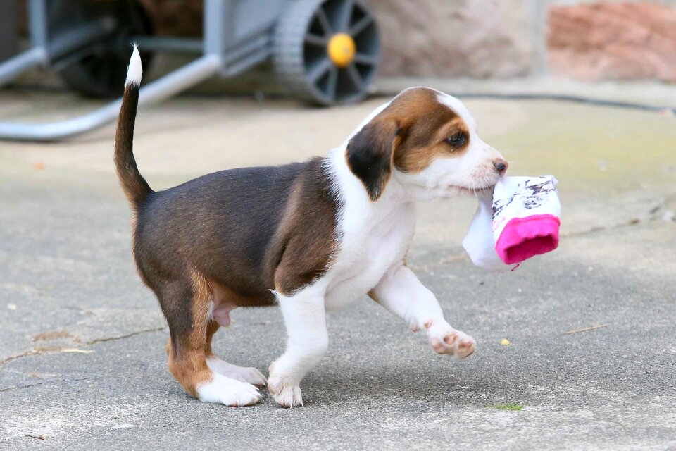 Beautiful small dog dog look