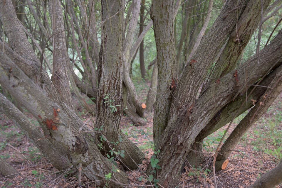 Tree bark nature photo