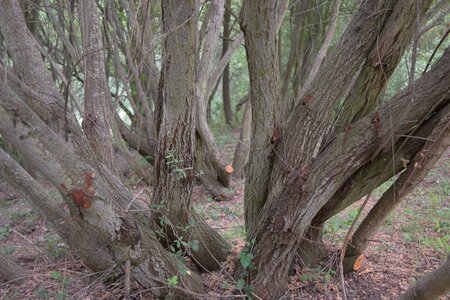 Tree bark nature