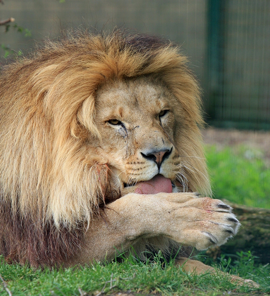 Portrait licking licking paw