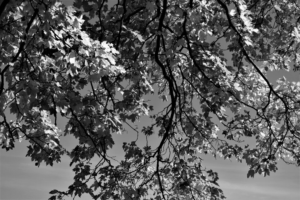 Aesthetic nature maple