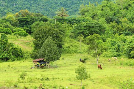 Landscape green animal