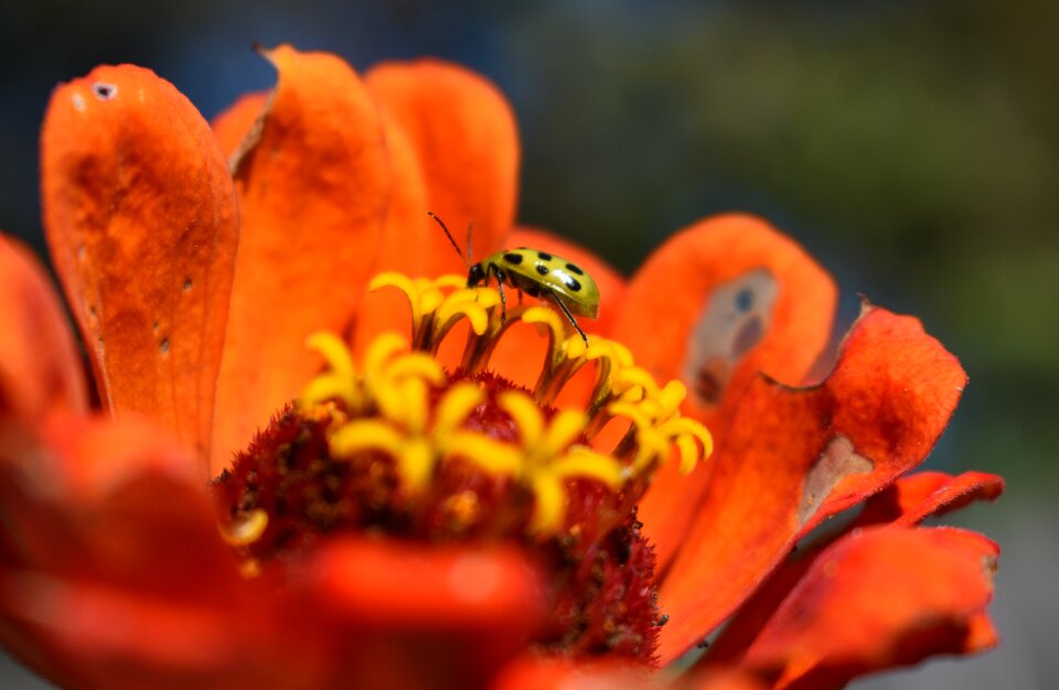 Insect orange flower nature