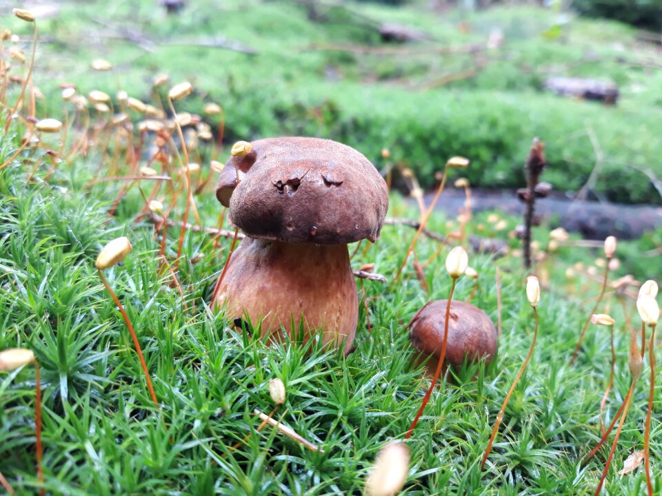 Mushrooms moss forest